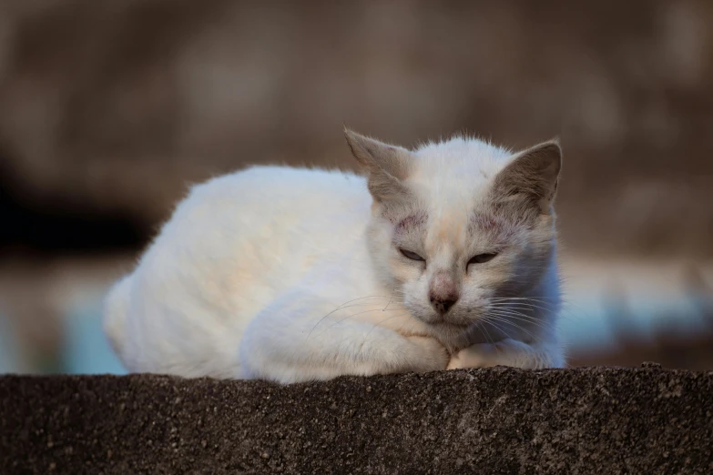a small white cat is sleeping on some dirt