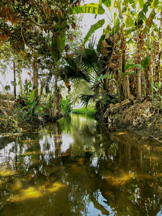 a view from the river of trees and plants