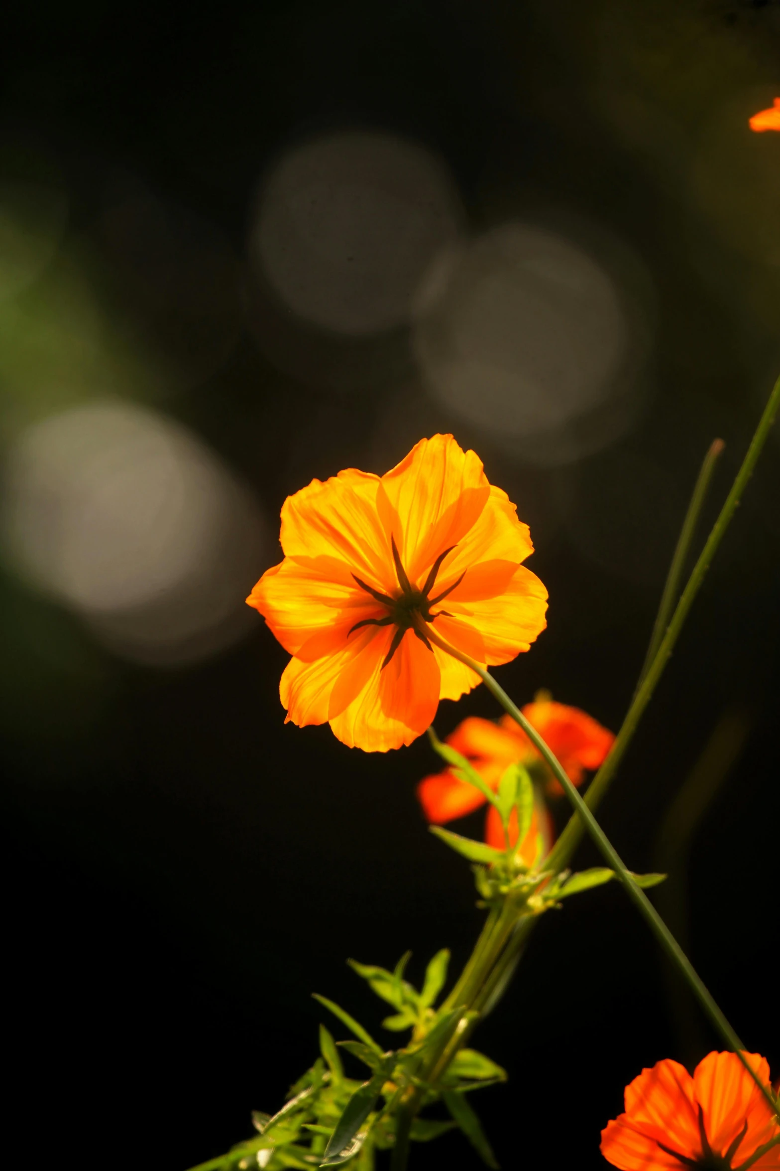 some flowers that are growing in some plants