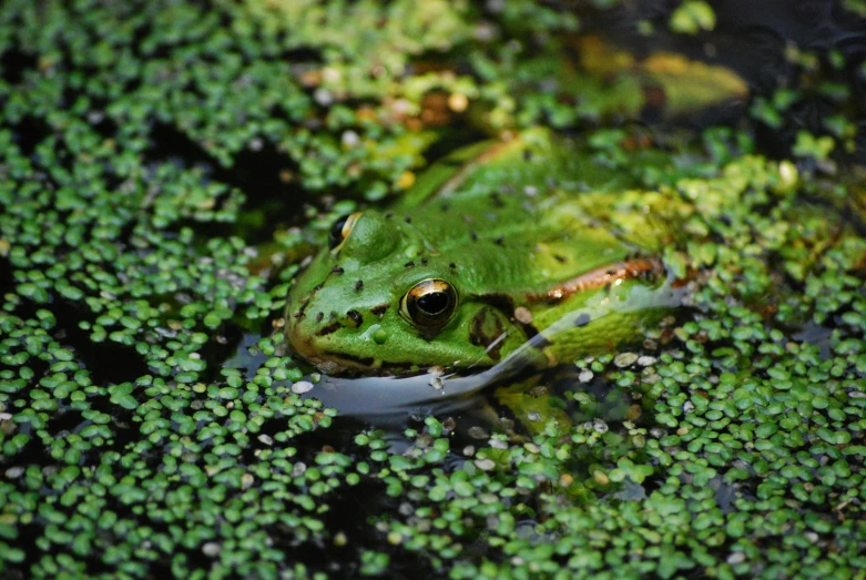 a frog is sitting on water surrounded by plants