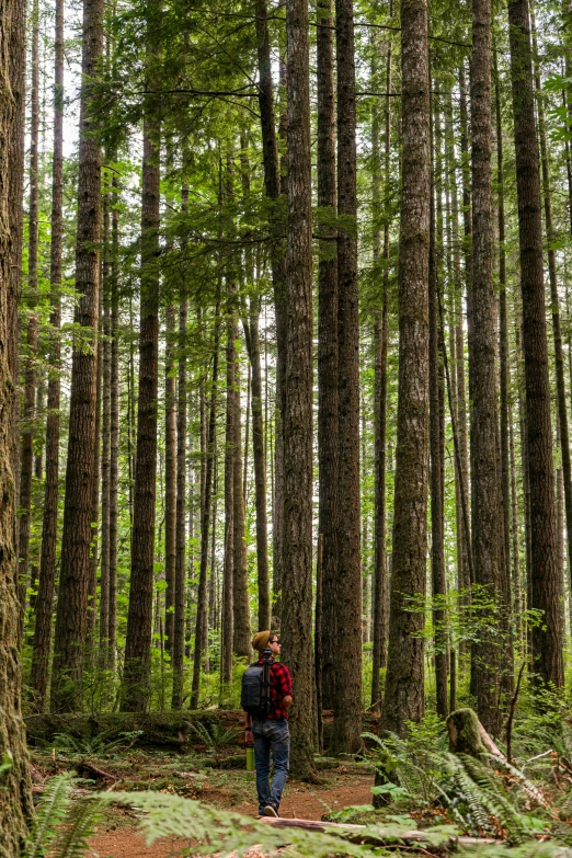 a man in a red jacket stands on a trail between tall trees