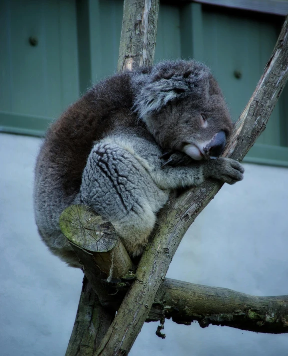 a koala bear sitting on a tree limb