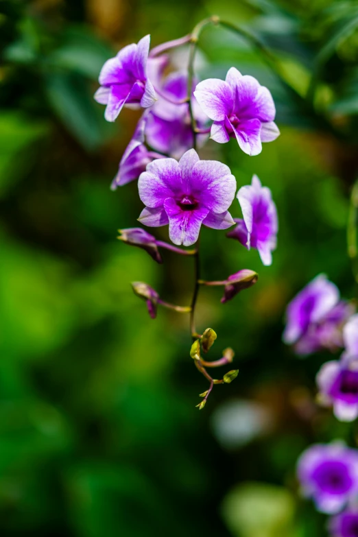 many purple flowers with green leaves on the background