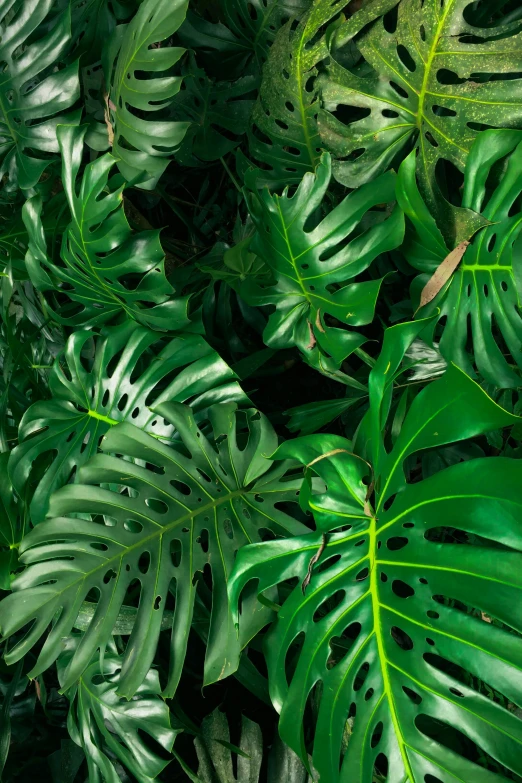 the large plant is close up to it's leaves