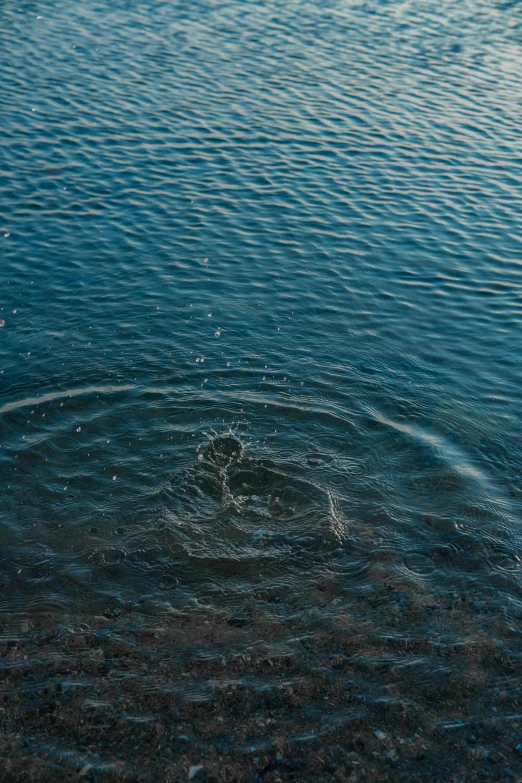 a large bird in the water with its  out