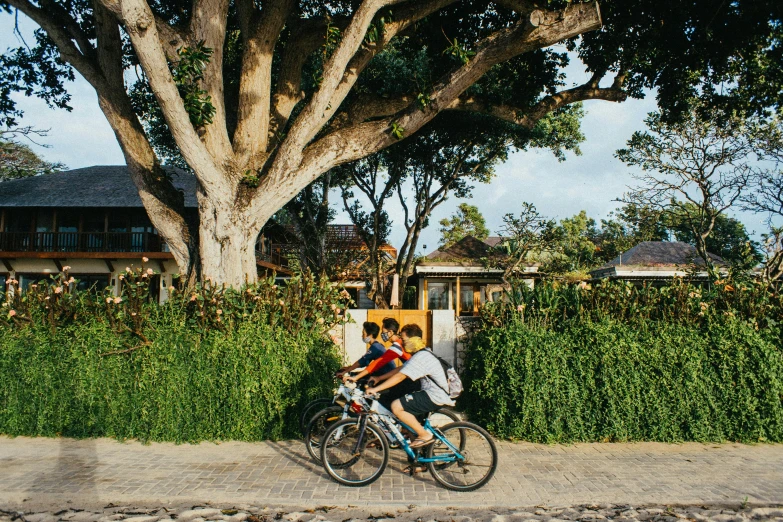 two people riding bikes next to a big tree