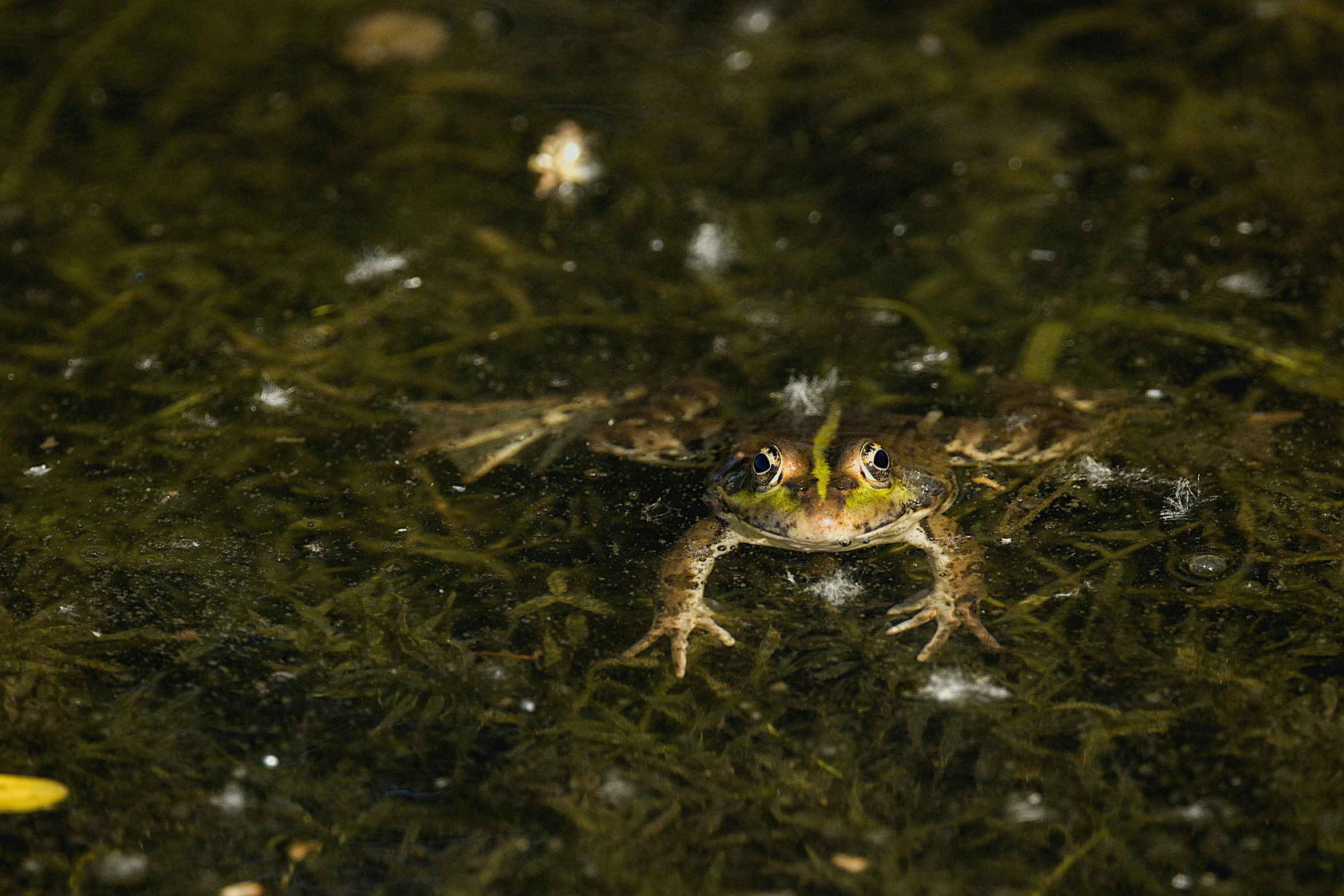 some kind of frog sitting on top of some water