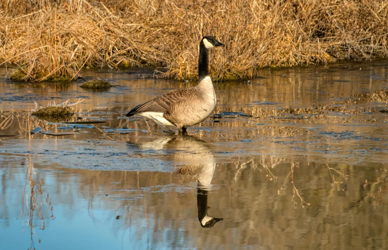 a duck walking across a lake near tall grass