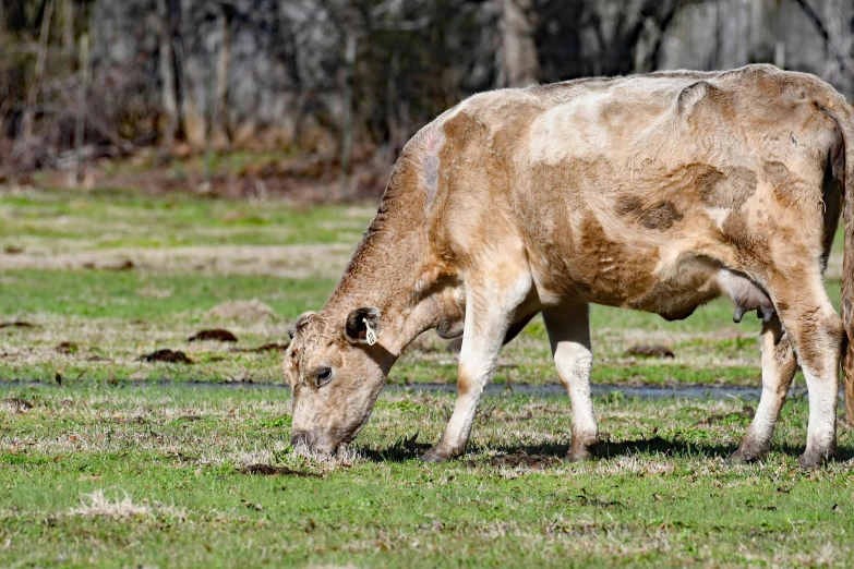 there is a very large cow with it's head down