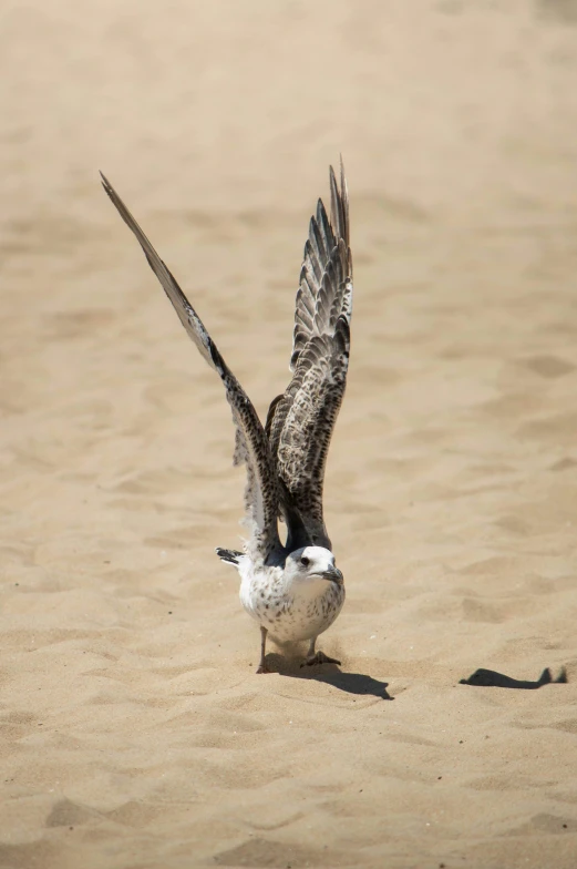 a bird landing on sand with its wings spread