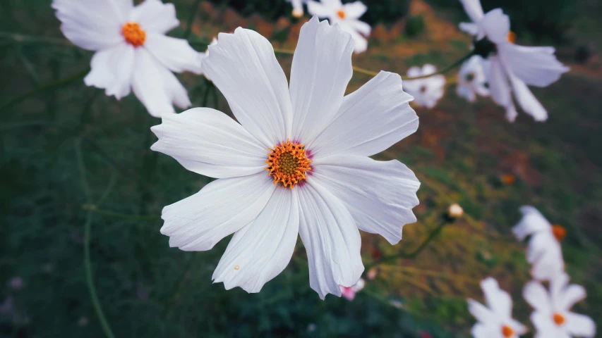 some white flowers are in a field