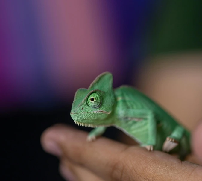 a small green lizard sitting on a person's hand