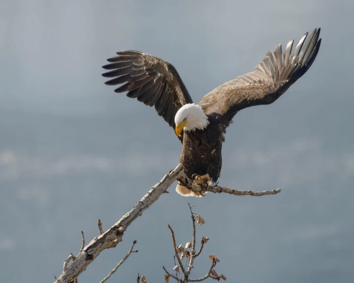 an eagle with large wings sitting on top of a tree nch