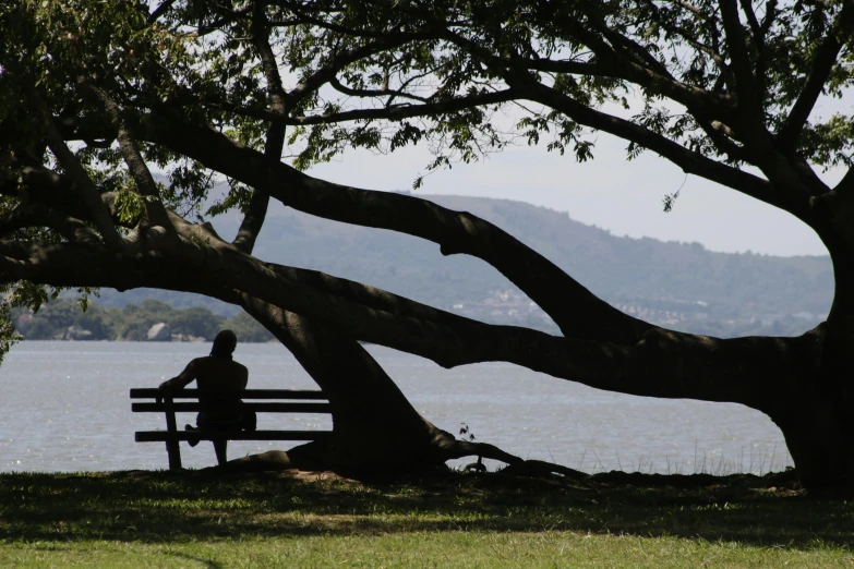 man sitting on park bench under large tree beside water