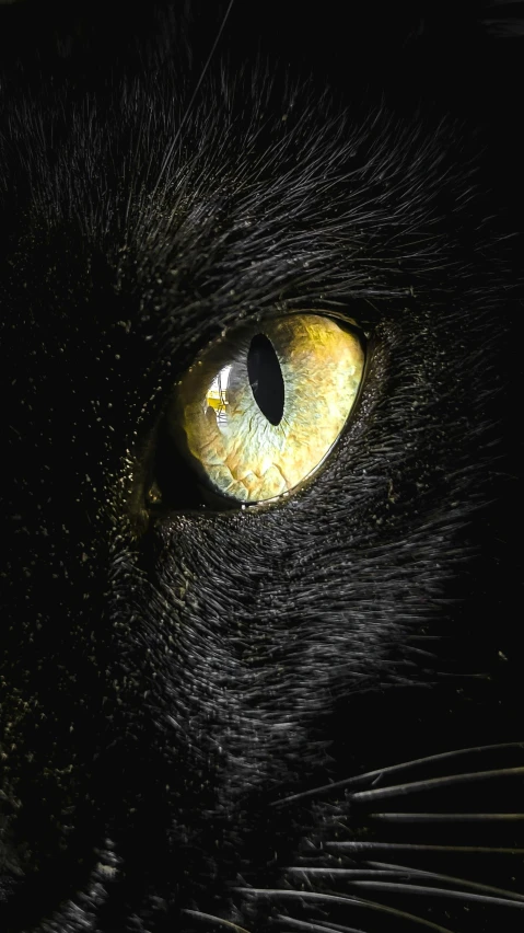 there is an image of a black cat
