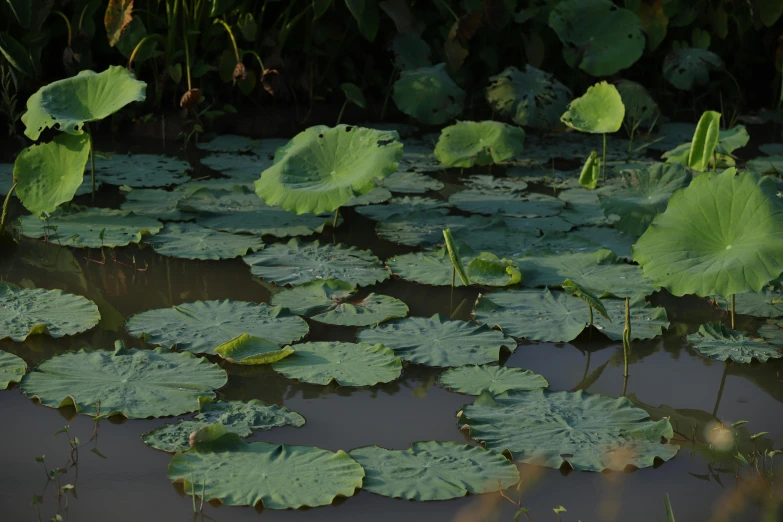 lily pads growing on a pond surface during the day