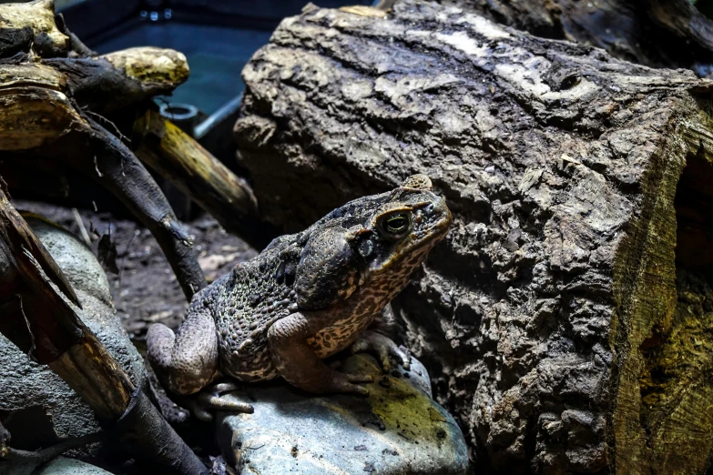 there is a lizard standing on some rocks