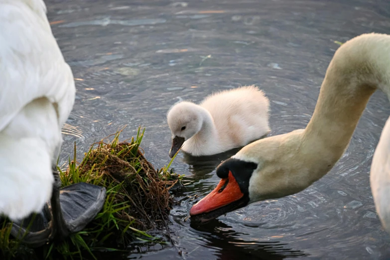 two white swans are feeding on some grass