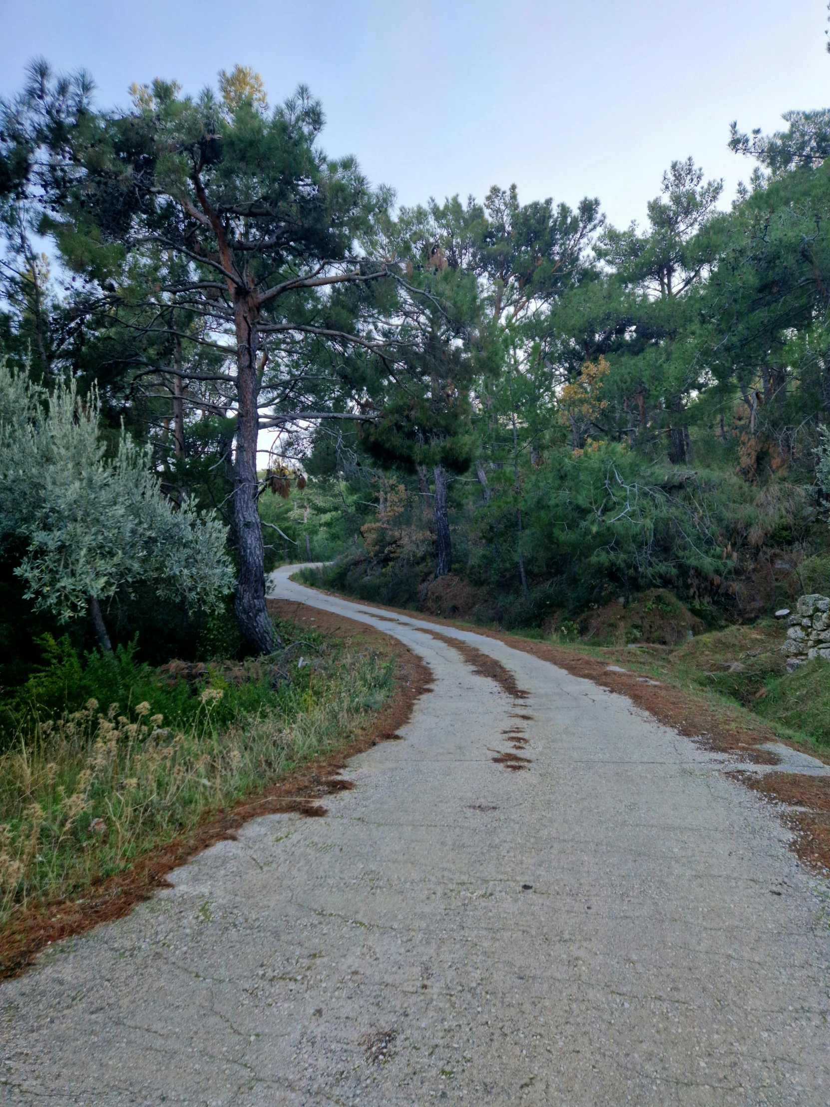 a white truck on gravel road leading through woods