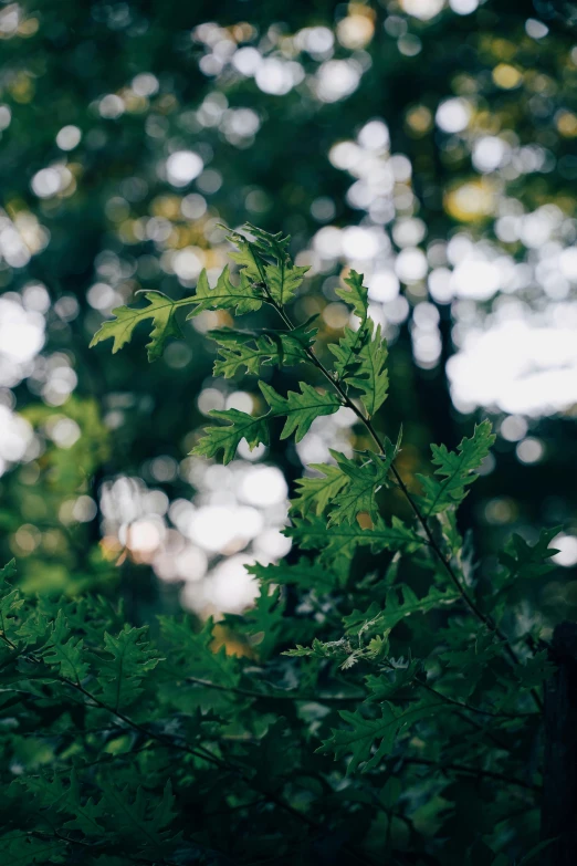 a leafy looking tree sitting next to a lush green forest