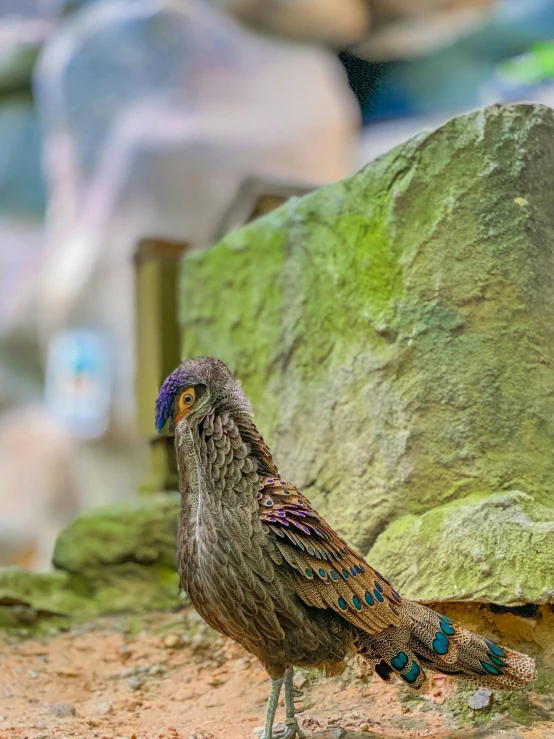 the bird is walking along on a dirt floor