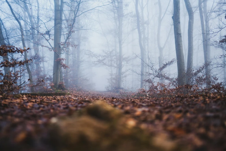 trees with leaves and fog in a forest