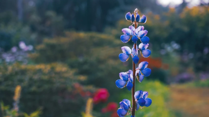 a tall purple plant with very tiny purple flowers