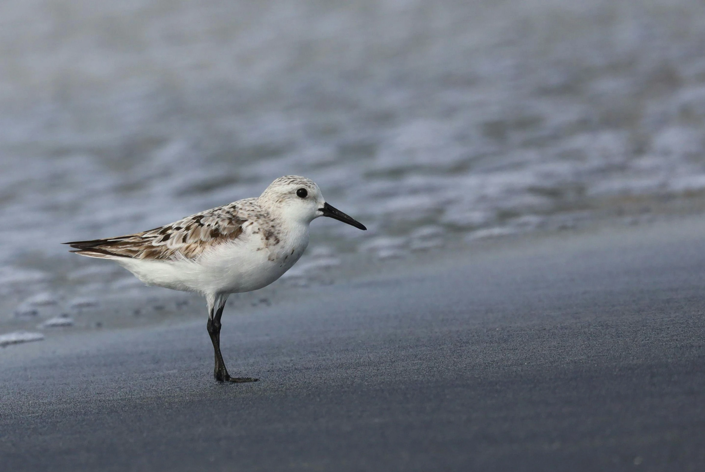 the white bird is standing on the beach