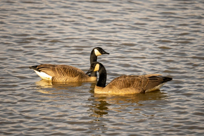 two geese floating on the water near each other