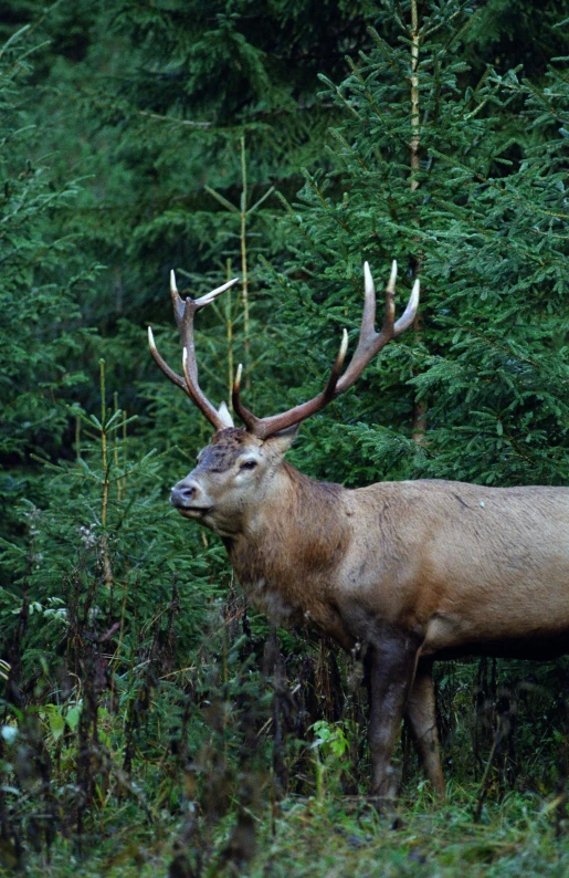 a large deer standing next to tall bushes