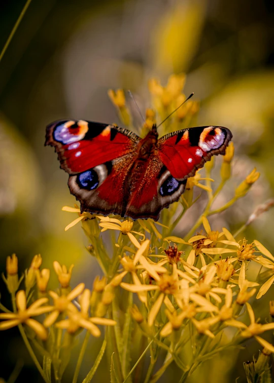 a small erfly sits on the top of a flower