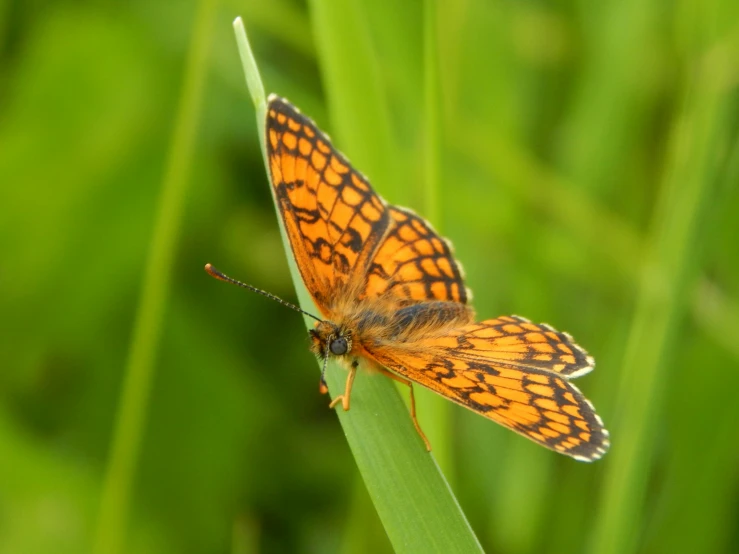 a erfly sitting on a green blade of grass