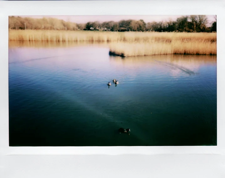 ducks swimming in the middle of a lake near the grass