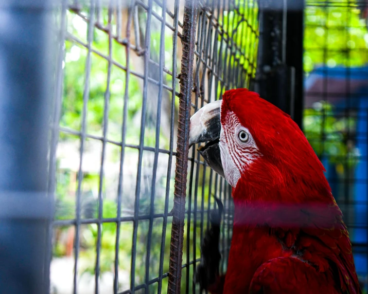 a red and white bird stands on a perch in a cage