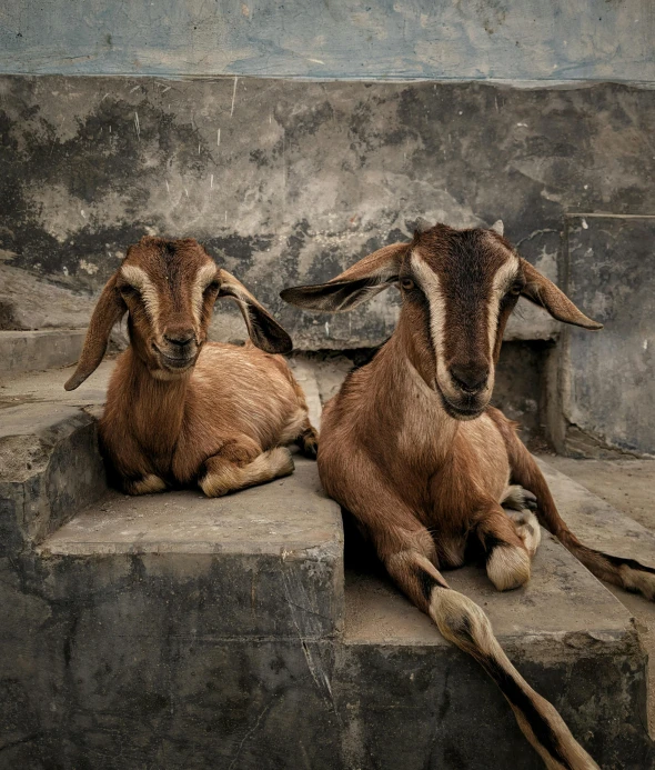two brown goats with horns laying on the steps