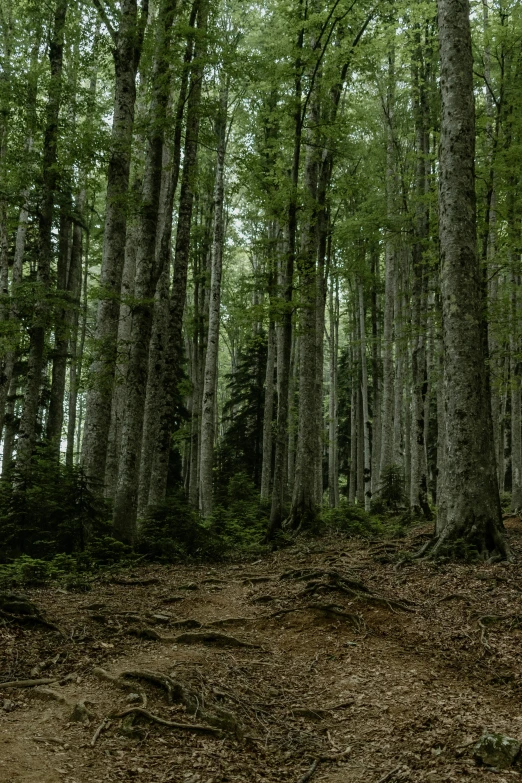 a dirt road surrounded by trees and leaves