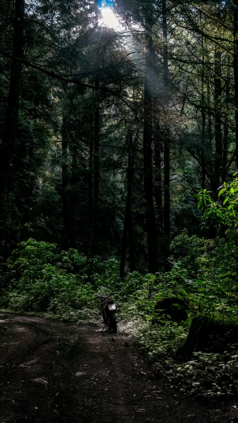 a trail in a dense forest area with sun shining through the trees