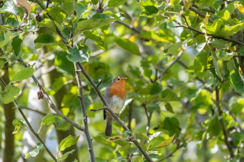 a red bird sits perched in a tree