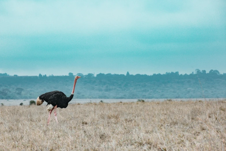 an ostrich walks in a plain with trees in the background