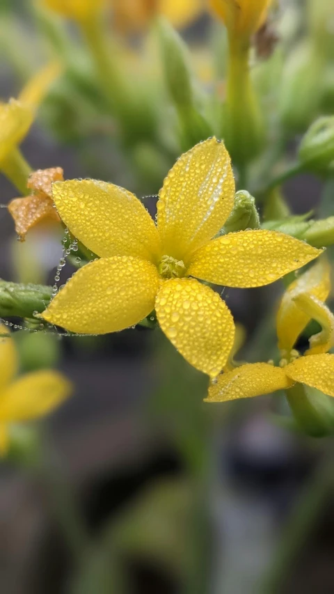 small yellow flowers that are next to each other