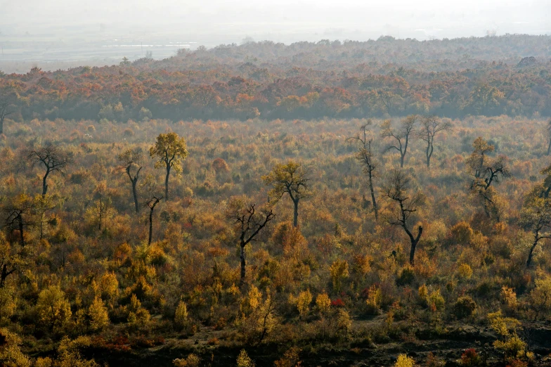 the autumn forest with trees all changing colors