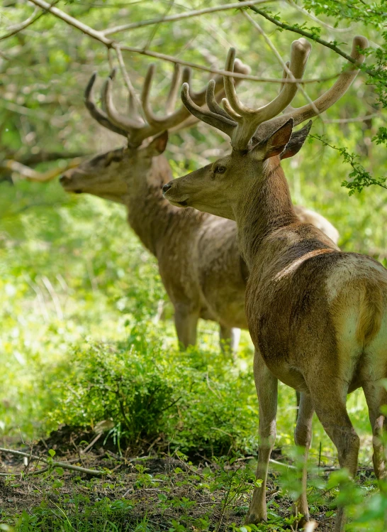 a couple of deer standing on top of a lush green forest