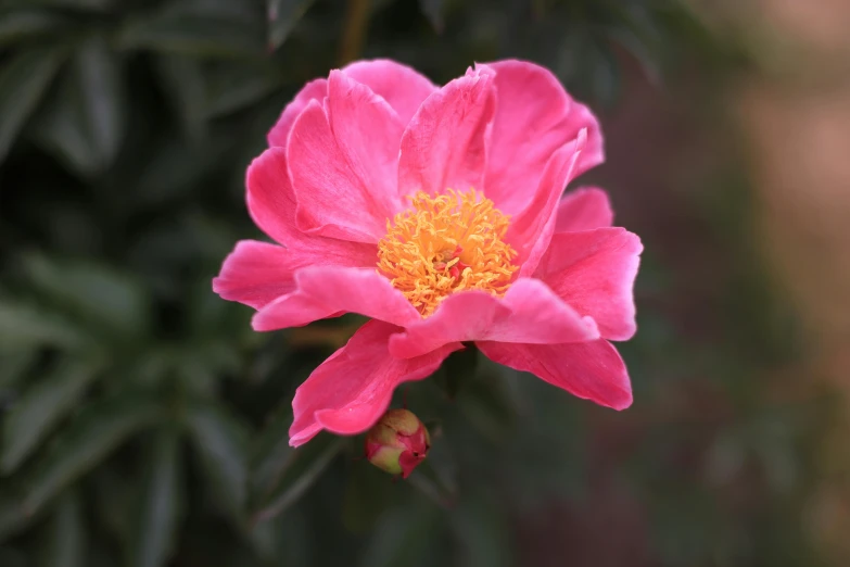 close up of a pink flower that has yellow inside