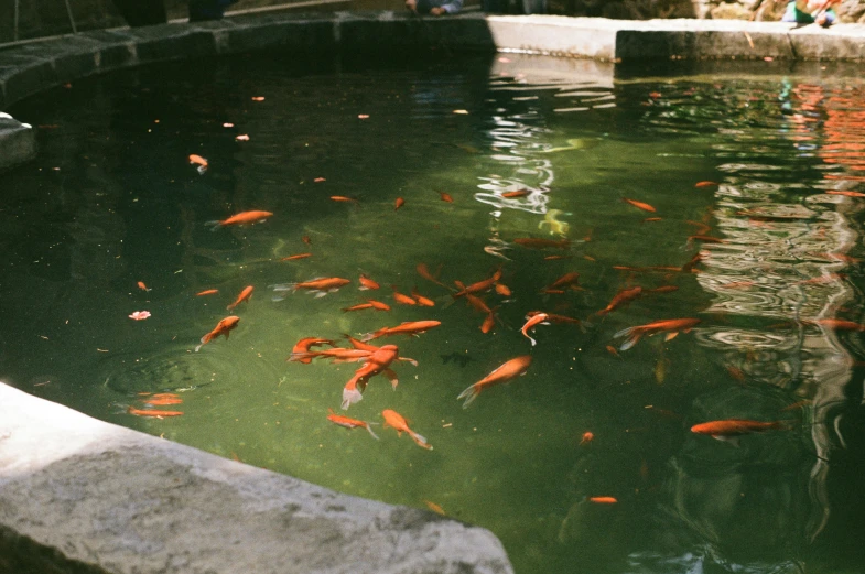 a bunch of orange fish in the water