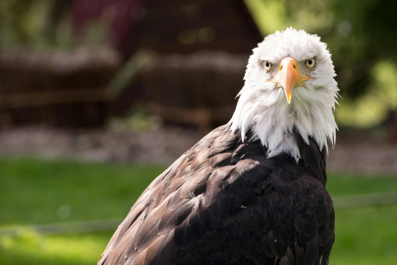 the bald eagle is standing on some grass