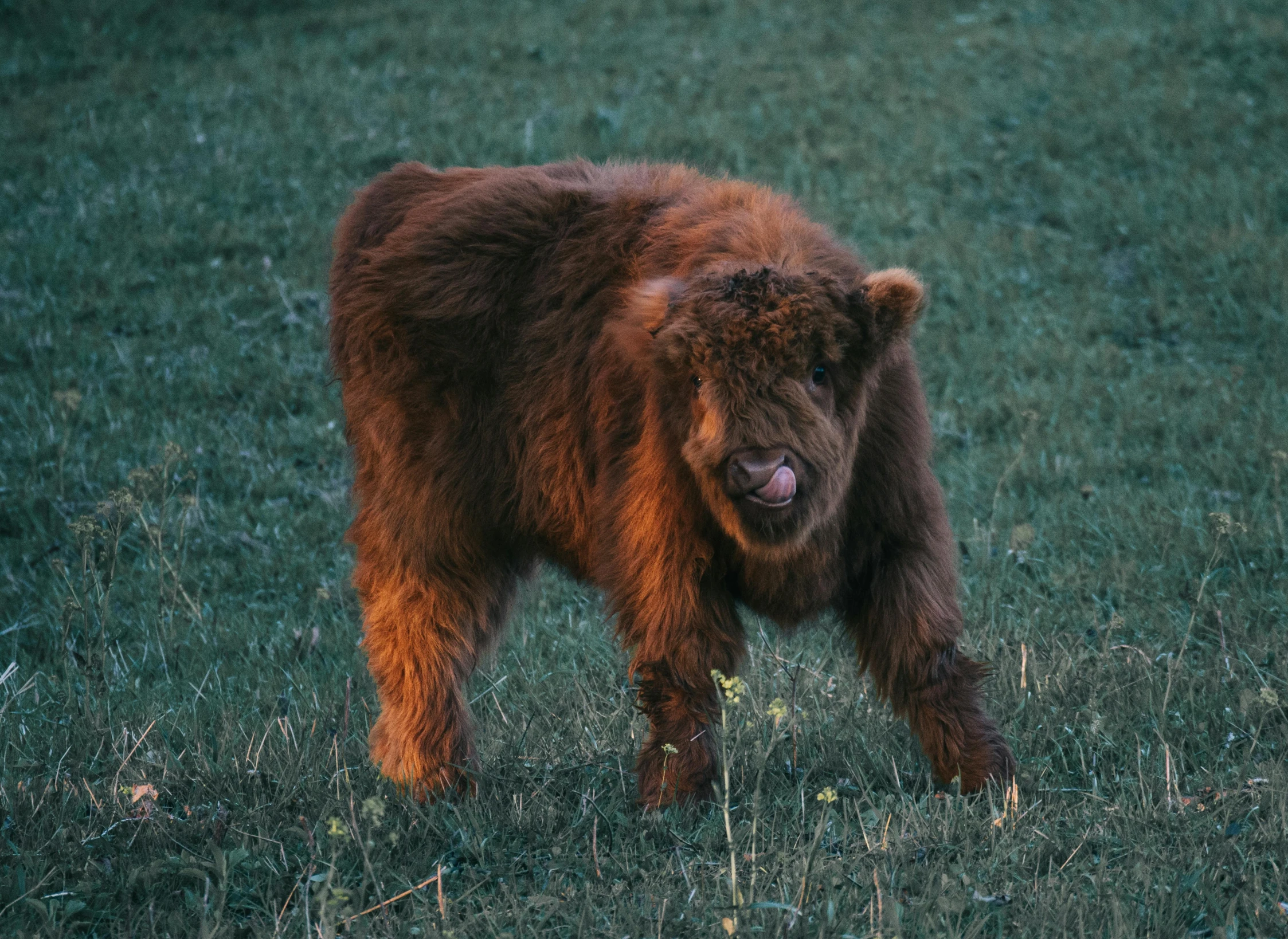 a baby bear walking on top of a lush green field