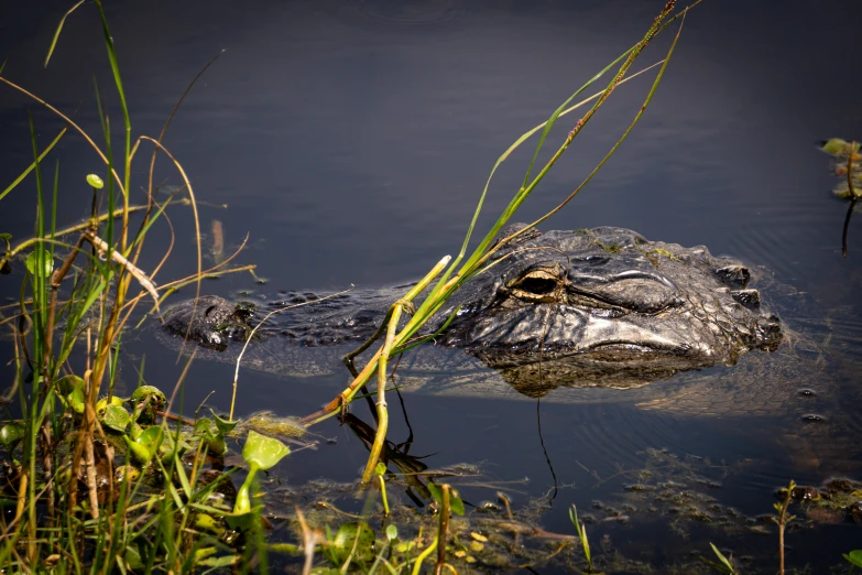 an alligator is submerged in some shallow water