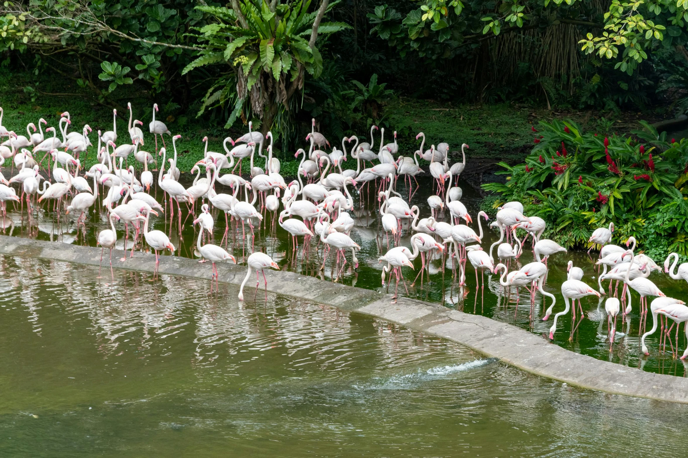 a flock of flamingos are standing around by the water