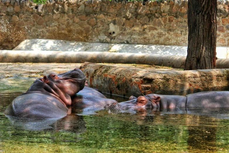 two hippos bathing in a shallow pool of water