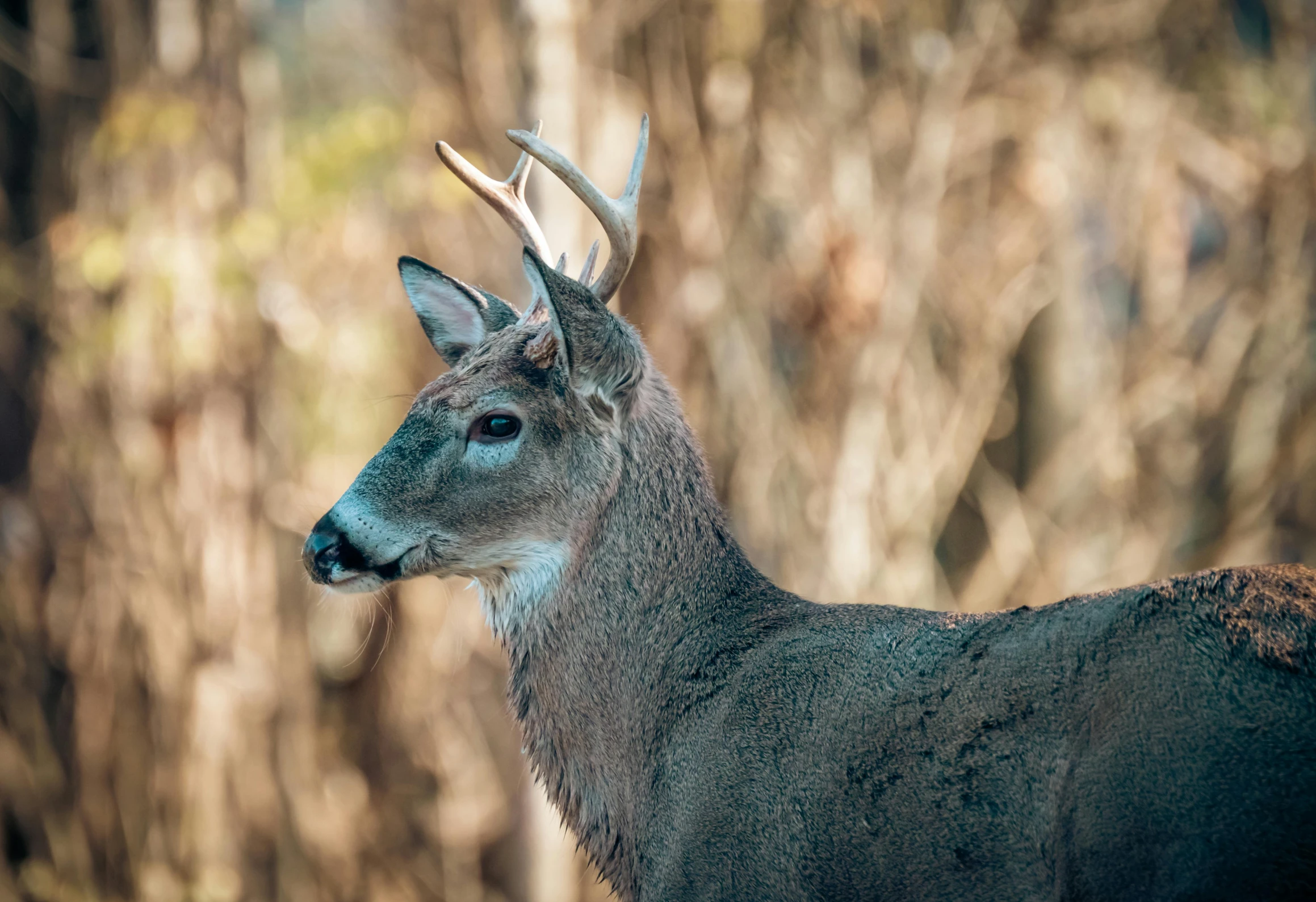 a deer is standing in the woods with antlers